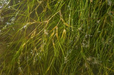 ruppia maritima